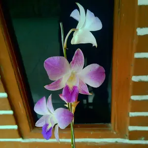 【KiTBEEZ KC-2】Kamera CCD 56MP untuk Pelajar, Kamera Digital Vintage dengan Autofokus, Layar Ultra HD 2.8 Inci, 56 Mega Piksel