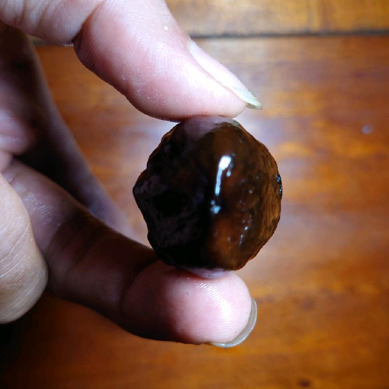 Muncang MARJUDI original jawa 8