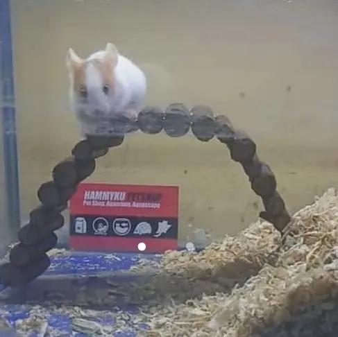 Mainan Hamster Jembatan HaHamster Fleksibel 1