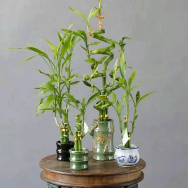 Artificial Tanaman Hias Bambu Hoki Sri Rejeki 6