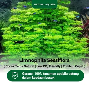 Tanaman Aquascape - Limnophila Sessiflora 15 Batang - Tanaman Air Akuarium