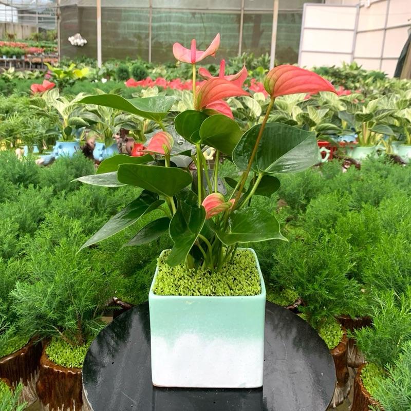 Cây Hồng Môn Đỏ cây Hồng Môn Hồng chậu gốm sứ cao cấp. Giao mẫu chậu ngẫu nhiên. Decor nhà cửa văn phòng cửa hàng. Cây phong thuỷ để bàn cây nội thất mini