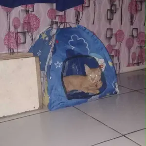 tenda kucing BONUS KASUR ukuran 45x45