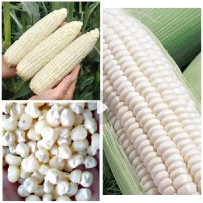 Jagung Putih Ketan Manis 1kg - Tumbuh Cepat & Berkualitas - Kering, Wijen Food