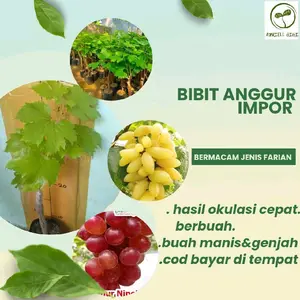 1 Paket isi 3 Bibit Anggur Import, bermacam jenis farian, Hasil Okulasi Cepat Berbuah, buahnya besar agak lonjong sangat manis dan genjah