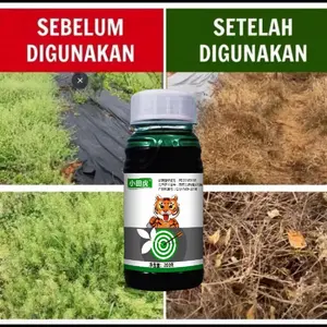 Gulma resisten terhadap herbisida? Taburkan granulat hexazinone, gulma akar dalam habis busuk!