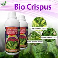 Gambar BIO CRISPUS PENGENDALI DAUN KRITING & GEMINI PADA DAUN dari kampungputraagro Kota Salatiga 3 Tokopedia