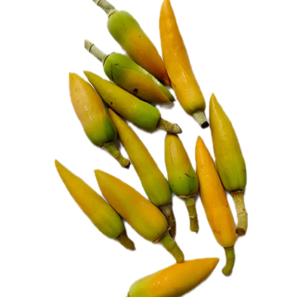 kembang kantil kuning kuncup segar alami kantil kuning cempaka kuning 14.000 isi 6 pcs untuk kembang hanya melayani via grab or gosen