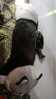 Product Review of Boneka Kucing Lying Rebah Ukuran 1 Meter - Toys (1 Buah) from 💔**💔 0