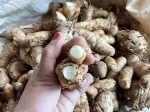 Rempah Kunyit Putih Original Asli 1kg Kunir Putih Asli bukan Temu Bahan Penyedap Rasa Masakan Bumbu Dapur kunyit  hitam Bubuk Herbal Spices