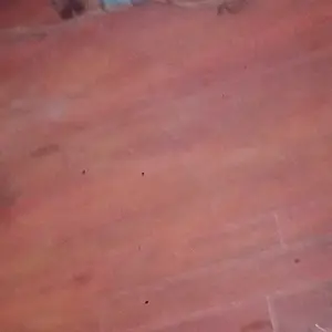 bubuk suifurmur ni original 100gr