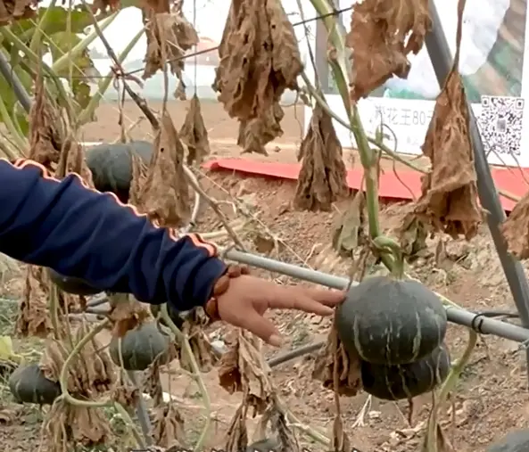 The seeds of the baby pumpkin are green and red throughout the four seasons, with a chestnut flavor, soft and sweet, small chestnut pumpkin and cornmeal Seed