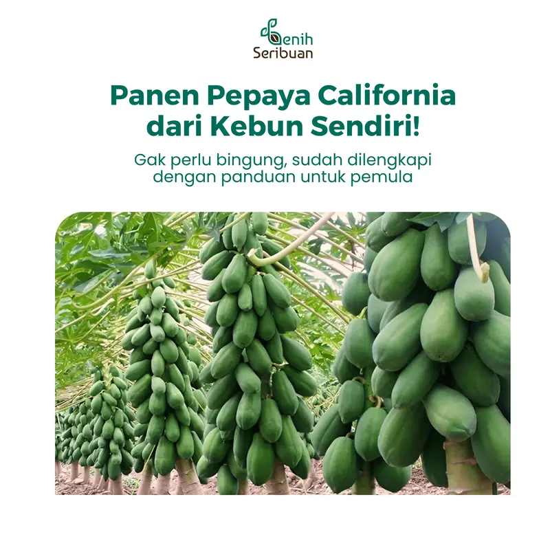 Benih Buah Pepaya California F1 Hibrida Premium - Benih Seribuan 2