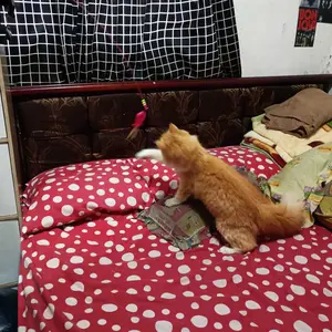 Mainan Kucing Interaktif-Tongkat Kucing Tongkat Bulu Lonceng Bulu Tempel/Cat Teaser