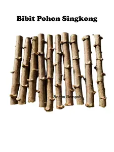 Bibit Singkong Pulen / Batang Singkong Kualitas Super / Bibit Benih Pohon Singkong 1 KG
