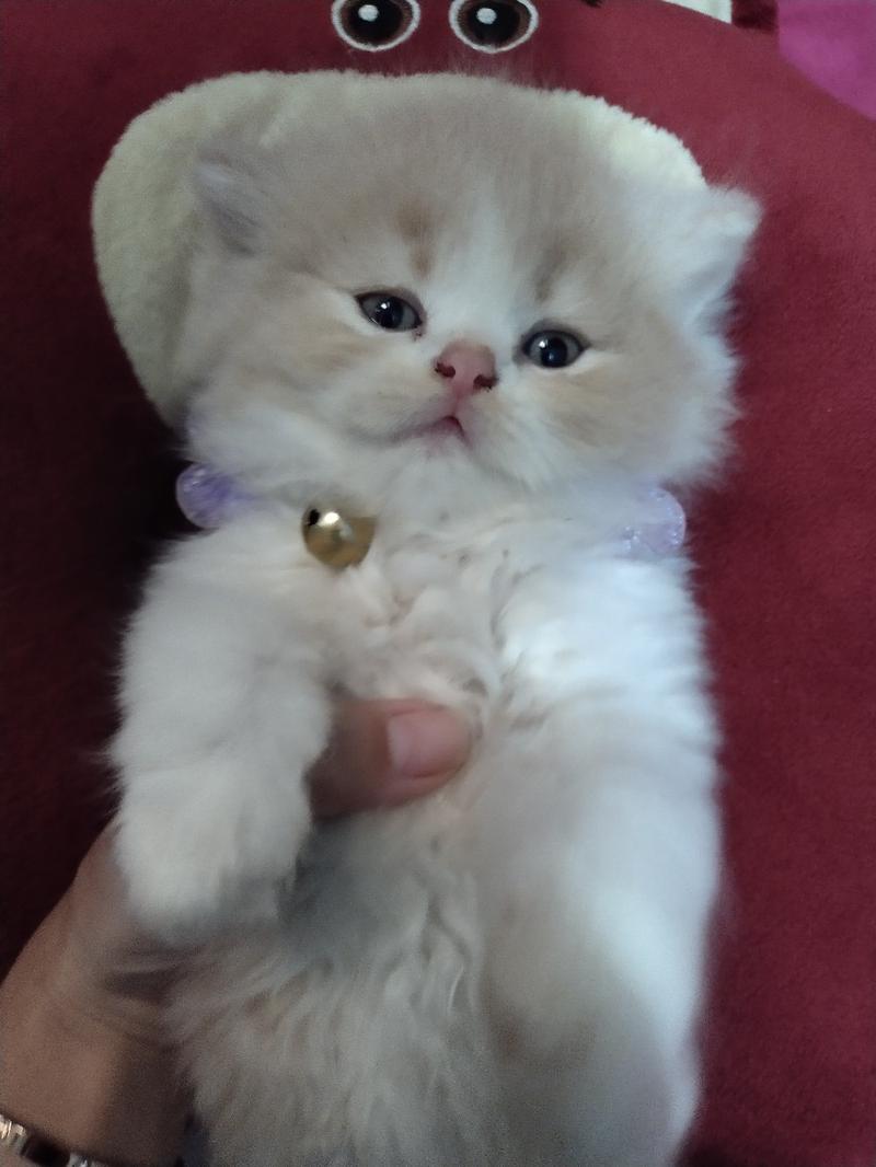 Product Introduction of Kalung Kucing Kupu-kupu ||  Model: KK-001 1