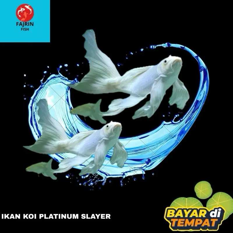 platinum slayer  size 15 cm isi 3 ekor butterfly penari kolam