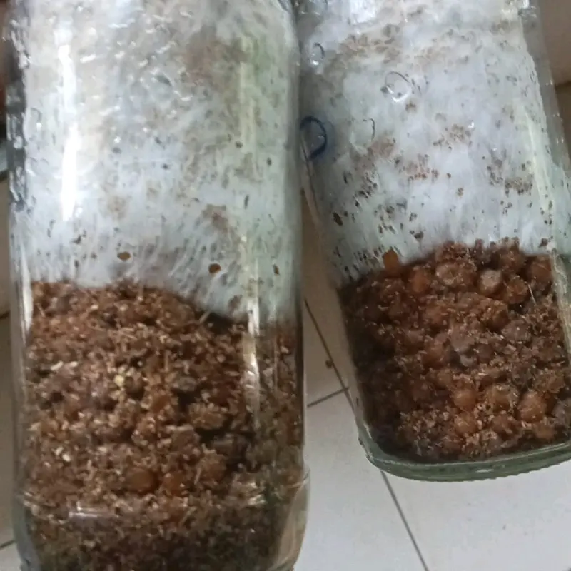 Bibit Jamur Tiram F2 Media Jagung Utuh Anti Kontam Putih - Cocok untuk Budidaya 2