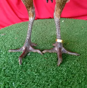 segel ayam sayap dan kaki isi sepasang bisa request tulisan