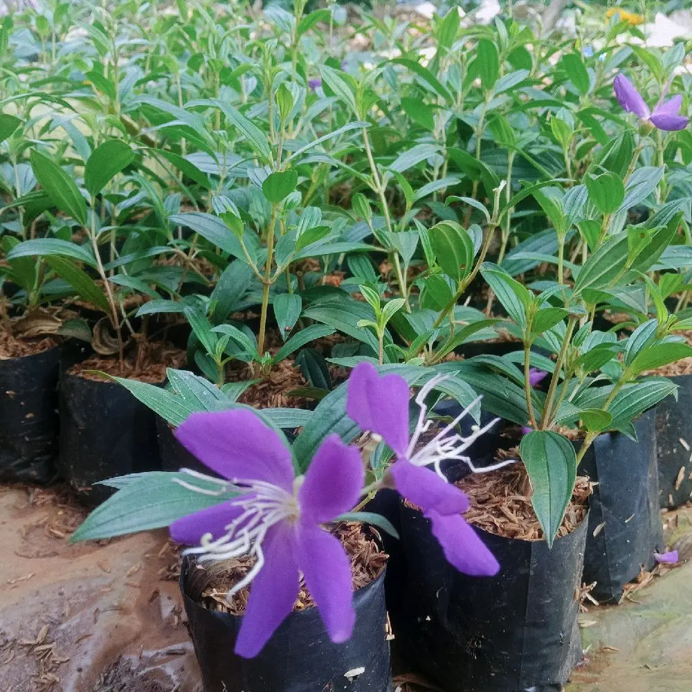 Tanaman Bunga Senggani (Pleroma semidecandrum),