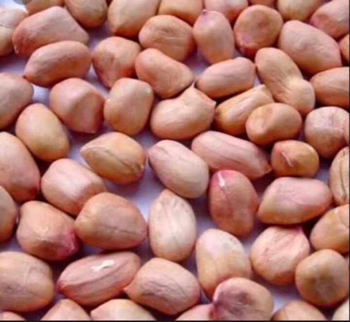 Product Introduction of 500gram bibit benih kacang tanah super//kacang tanah super cepat tumbuh Tanaman 8