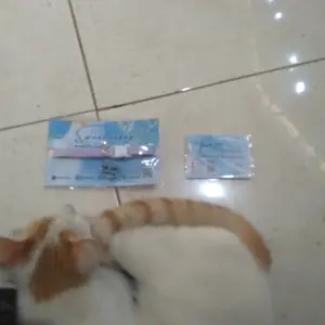 Kalung Kucing Bahan Kulit Bisa Costum Nama