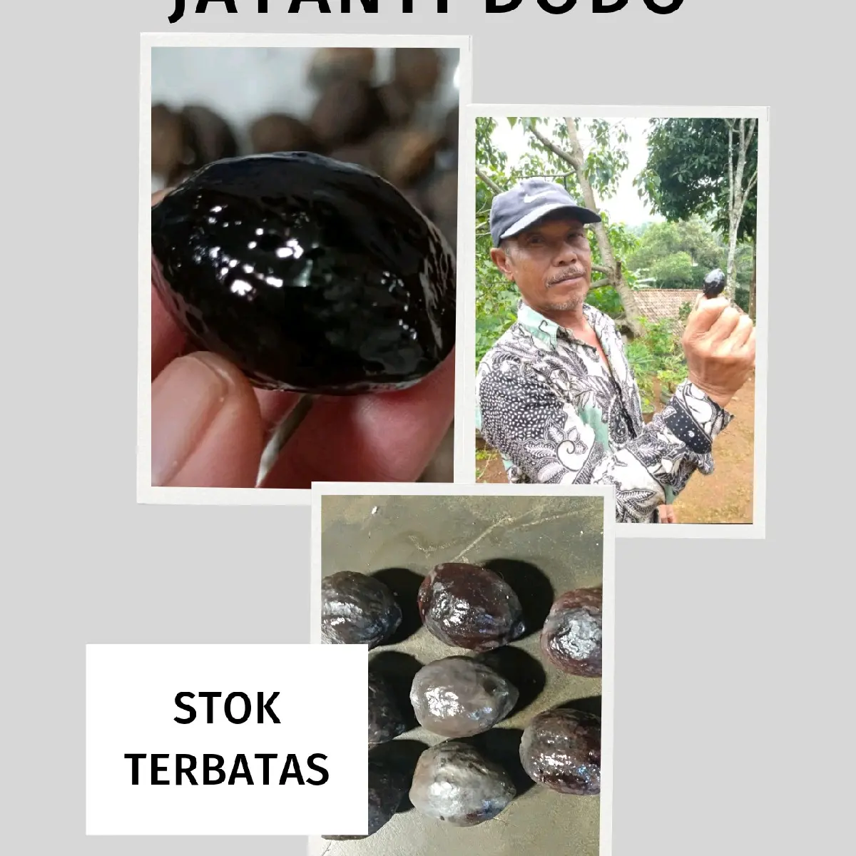 Kemiri/muncang adu jayanti dodo ,panjangan,jawaan juara