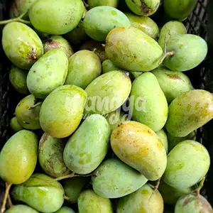 Mangga Mengkel Untuk Rujak 1kg Buah Segar Manis Asem