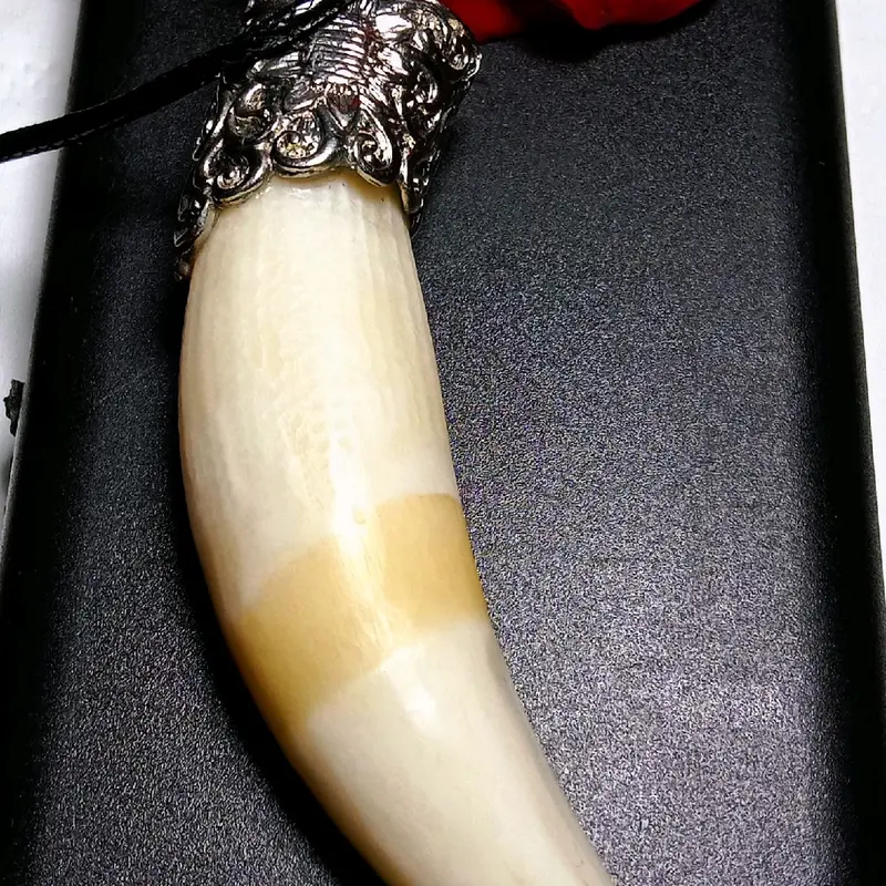 aksesoris Taring HM lengkap dengan kalung 3