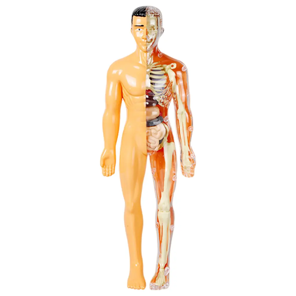 Grpoqhx|  Educational Human Body Model Interactive Human Body Model for Kids Learn Anatomy  Physiology with Detachable Skeletal System Educational Toy