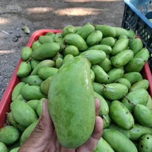 Mangga jawa renteng asem seger qsli situbondo