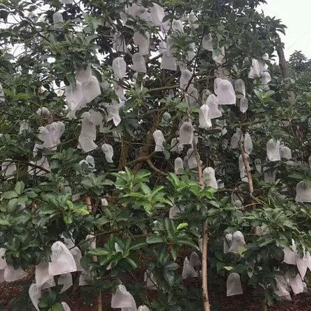 100 TÚI 20X30 CM bọc xoài,bơ, lê