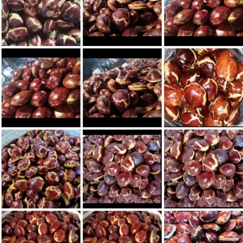 Timbangan isi jengkol 1kg segar dan fres Masakan Makanan Kering Kitchenware buah kering asam potong medan Snack Food 6