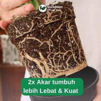 Gambar Workplant - Root Booster Penumbuh Akar Tanaman Hias Percepat Pertumbuhan Akar & Propagasi Cocok Untuk Perbanyakan Tanaman - Root Booster dari workplant official Kota Surabaya 3 Tokopedia