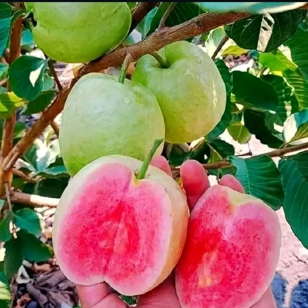 Bibit Tanaman Jambu Sukun merah