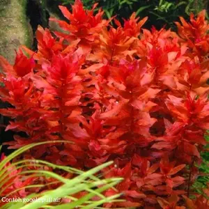 Rotala macrandra red paket 10 batang tanaman aquascape hiasan aquarium