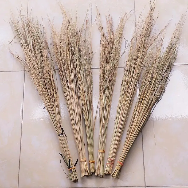 Merang Ketan Hitam isi 25 Batang asli - Produk Berkualitas dari Kebun Sendiri 0
