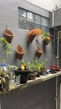 Product Review of Pot anggrek tempel dinding serabut kelapa Bunga Pvc from D**n 0