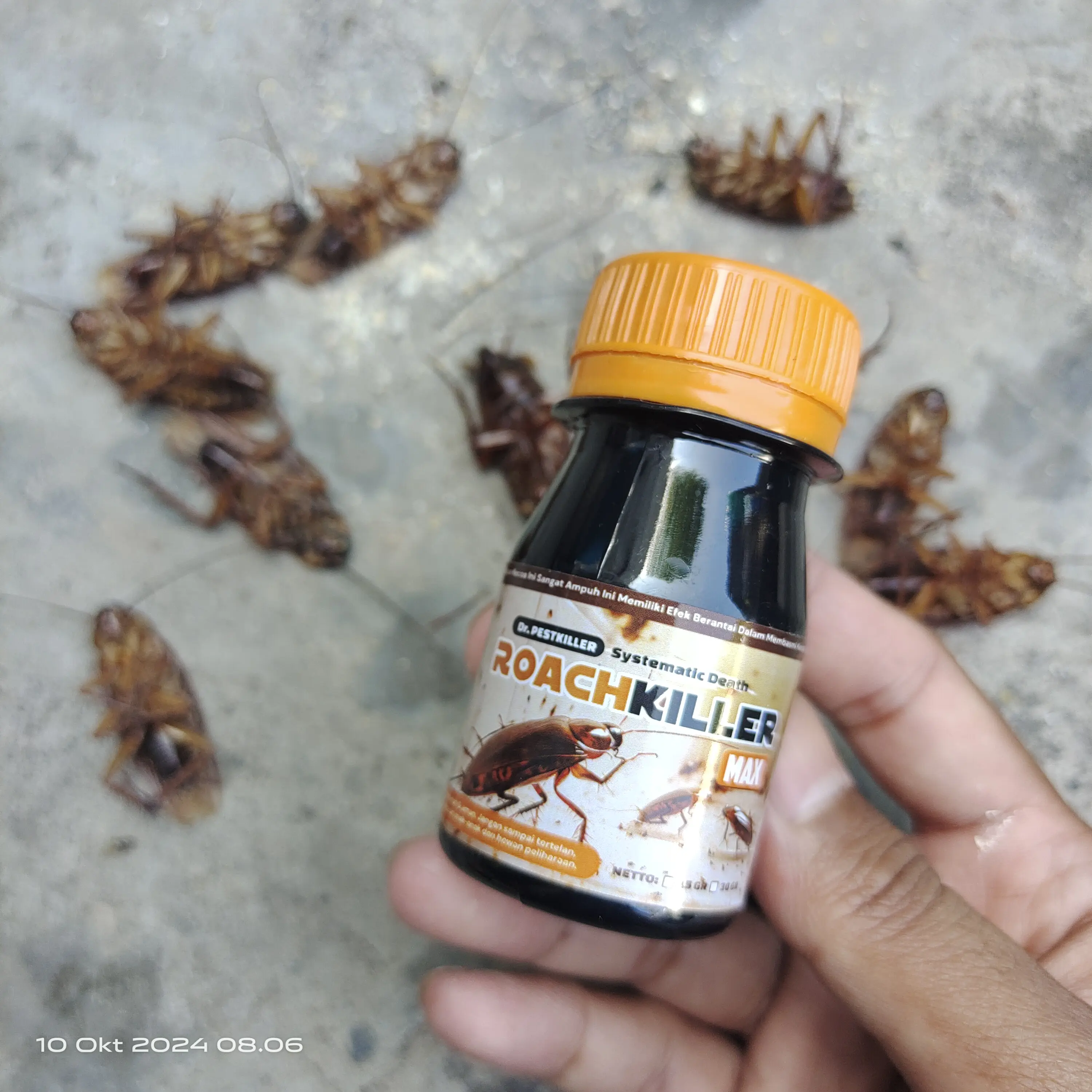 ROACH KILLER: Serbuk Obat Pembasmi Kecoak Ampuh Sampai Ke Koloninya