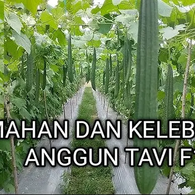 Benih Bibit Gambas Oyong Anggun Tavi F1 (Tahan Virus, mudah Merambat dan Tahan Simpan) Isi 75 Butir Kadaluarsa 2026 Terbaru - Cap Panah Merah (Tanaman Sayuran Umbi Hijau Daun) 7