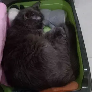 Mr.Vet - [LIVE 1KG] Makanan Kucing Dan Anjing Kemasan Untuk Kesehatan menyeluruh T1,T2,T3,T4,G1,D1,E1,E2,E3