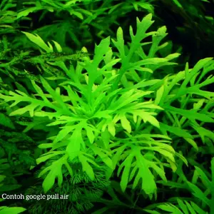 Haygropila dipormis paket 10 batang tanaman aquascape hiasan aquarium