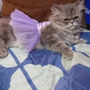 Baju Kucing Bahan Katun Dress Rasher Strip Series / Baju Kucing anjing kelinci / Size XS-XXL / Yuk Belanja Gaes!