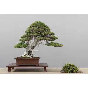 Tergacor poster/lukisan cetak BONSAI ukuran 100x70cm Terbaik