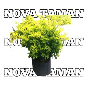 tanaman hias bibit pangkas kuning- bibit pohon pagar pangkas kuning