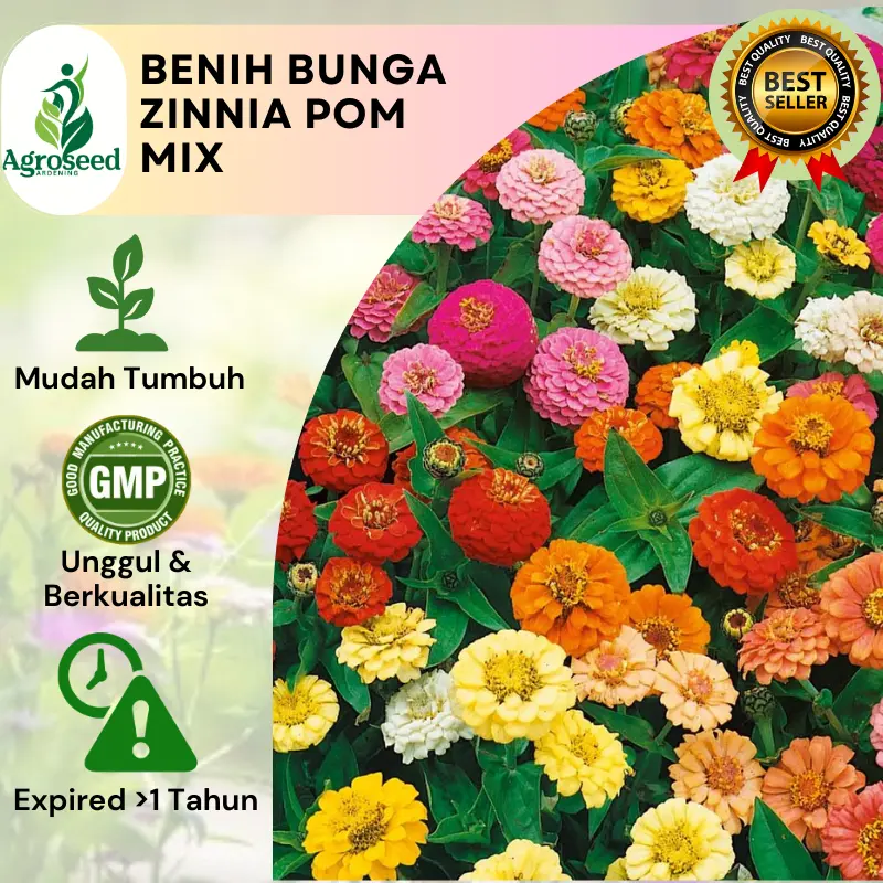 Zinnia Pom Mix ±5