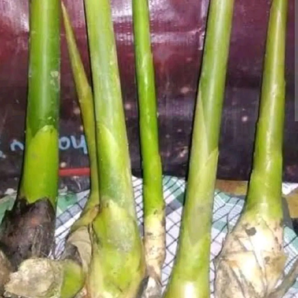 bibit kecombrang unggul dan baik