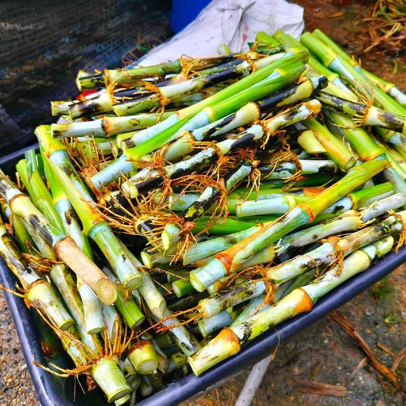 Benih Rumput Napier Pakchong 10KG - Tinggi Protein dan Serat - TikTok ...