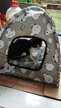 Product Review of SEMPATI Tenda Kucing Motif Fullset Alas Bantal Kasur Kucing Kelinci Cat Kitten Anabul Tenda Lipat Portable Ekonomis Kandang Hewan Portable Tempat Tidur Kucing Dll from S**a S**i 1