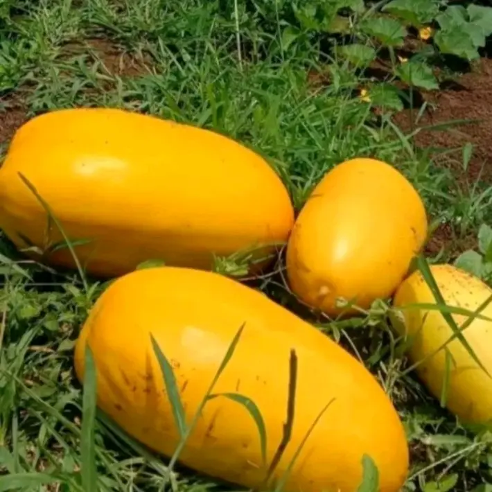 50+ Benih Timun Suri Golden Super Buah Lebat Mudah Tumbuh